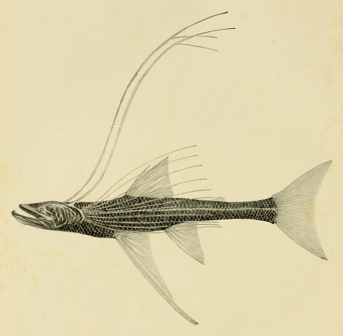 Drawing of a tripod fish, long thread-like fin rays trailing above a slender dark body