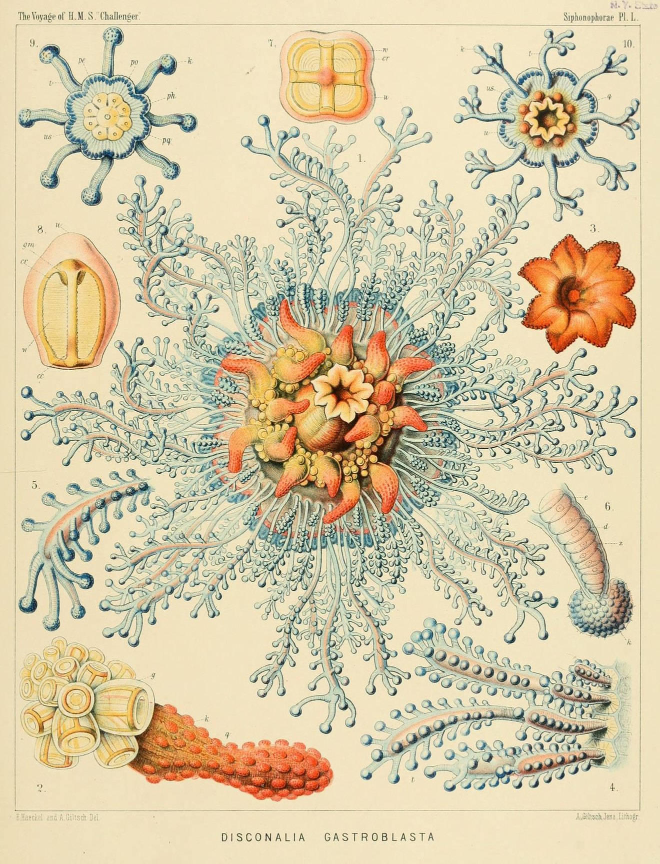 Colour plate of a round blue and orange floating siphonophore and its parts