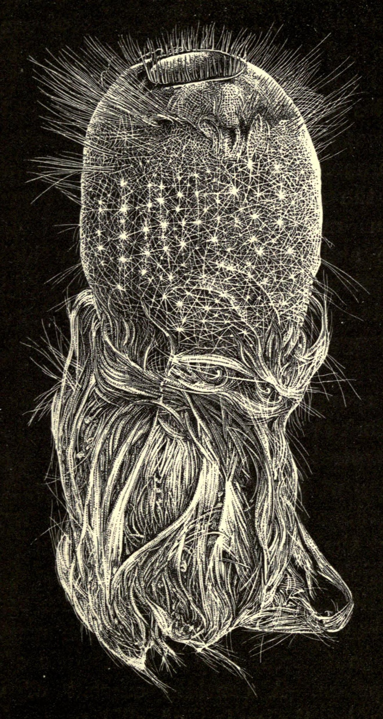 White-line engraving of a round, bristling glass sponge on a black ground