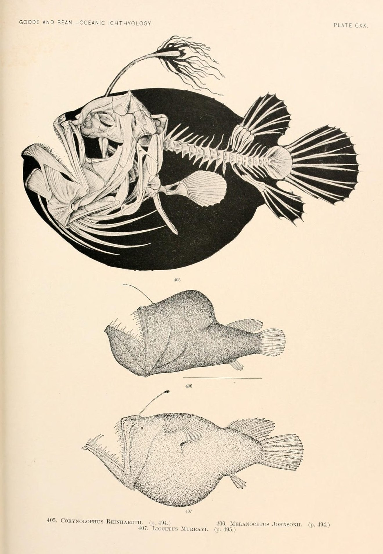 Plate of three anglerfish, one with a long lure over its head