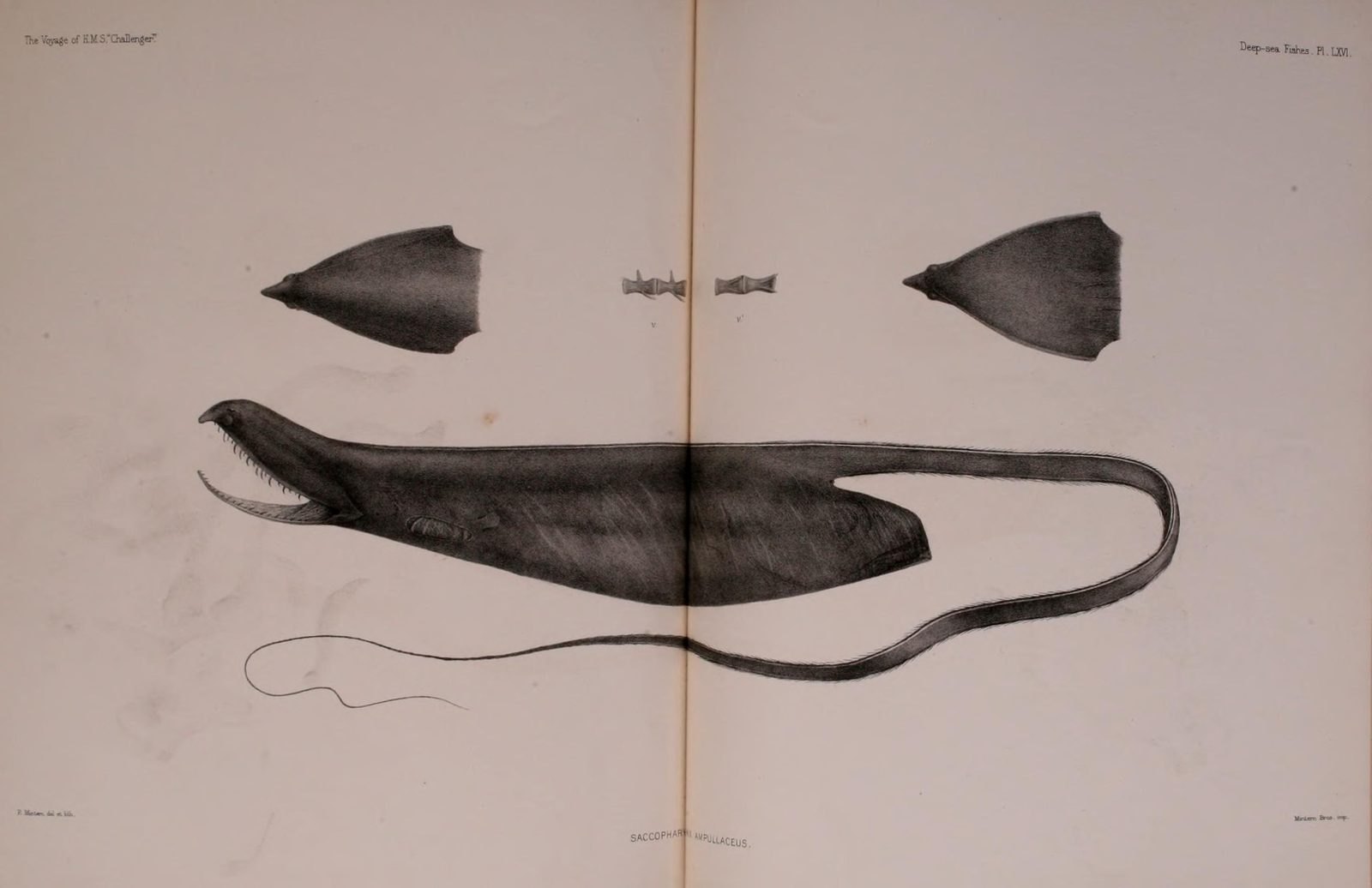 Plate of a black gulper eel with an enormous mouth and a whip-thin tail