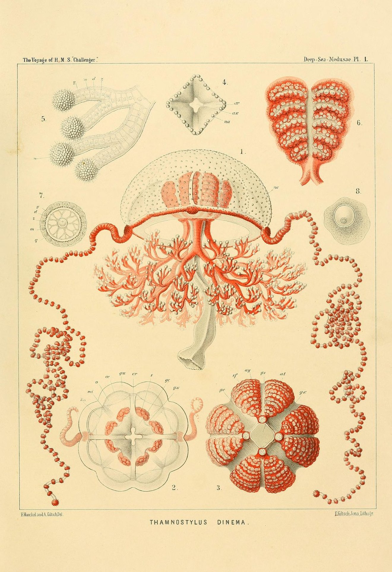 Colour plate of a clear-belled jellyfish with coral-like red branches beneath it and long beaded tentacles, with details around it