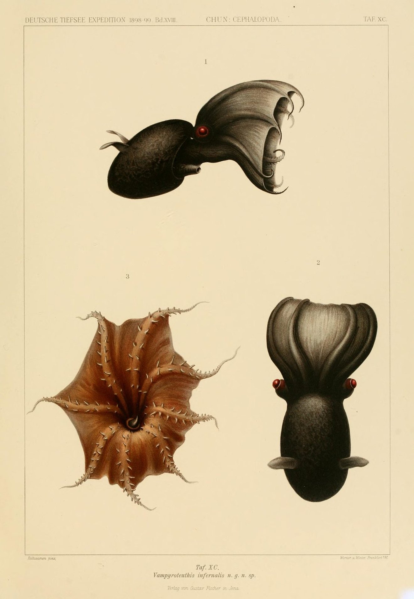 Watercolour plate of the vampire squid, dark red with webbed arms