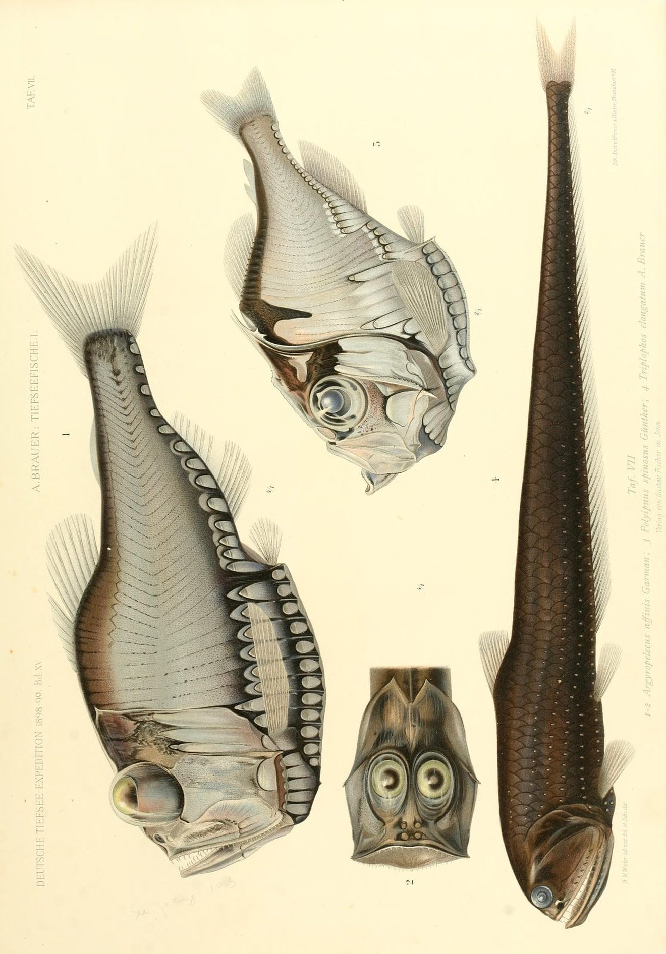 Plate of silvery hatchetfish and a long dark fish on cream paper